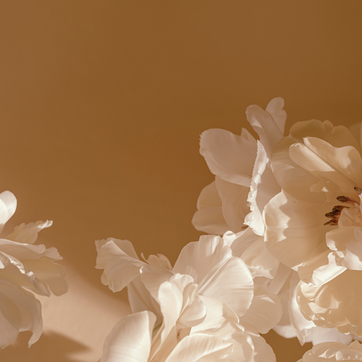 Women's Body Butter